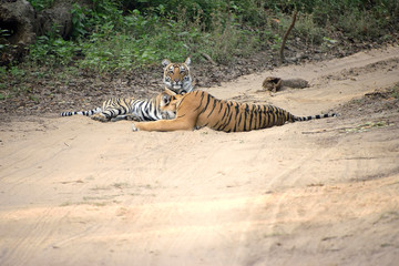 Fototapeta na wymiar Jim Corbett national tiger reserve forest