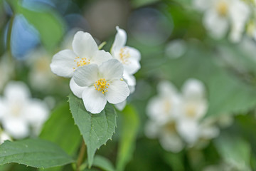 White flowers of Philadelphus. Philadelphus is ornamental flowering shrubs in the garden. Philadelphus fragrant flowers, selective focus, blurred background with beautiful bokeh