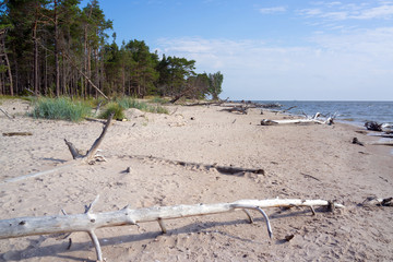 dead trees on the beach, Courland Peninsula, Baltic sea, Latvia