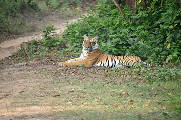 Jim Corbett national tiger reserve forest