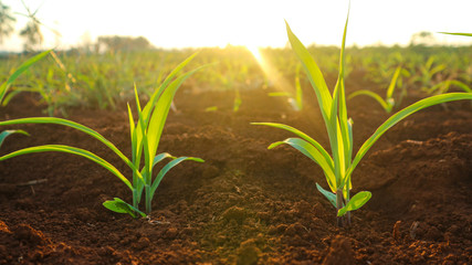 Corn seedlings with sunlight Thailand