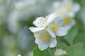 White flowers of Philadelphus. Philadelphus is ornamental flowering shrubs in the garden. Philadelphus fragrant flowers, selective focus, blurred background with beautiful bokeh