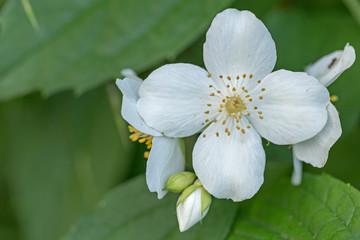 Obraz premium White flowers of Philadelphus. Philadelphus is ornamental flowering shrubs in the garden. Philadelphus fragrant flowers, selective focus, blurred background with beautiful bokeh