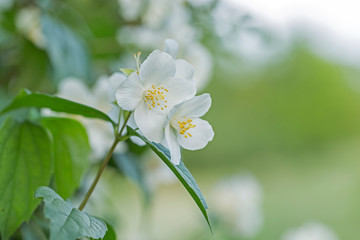 White flowers of Philadelphus. Philadelphus is ornamental flowering shrubs in the garden. Philadelphus fragrant flowers, selective focus, blurred background with beautiful bokeh