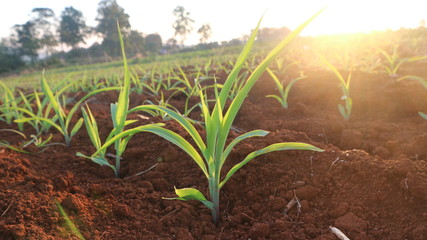 Corn seedlings with sunlight Thailand