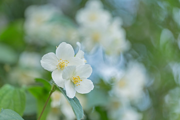 Fototapeta premium White flowers of Philadelphus. Philadelphus is ornamental flowering shrubs in the garden. Philadelphus fragrant flowers, selective focus, blurred background with beautiful bokeh