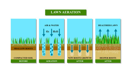 Lawn aeration before and after, vector illustration.