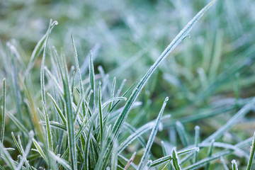  Close up of frozen grass. blurred focus 