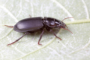 Coleoptera Carabidae Insects in Nature