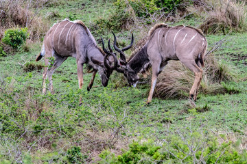 Kudu bulls fighting 