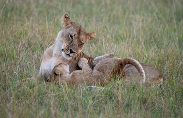 Lioness and cub playing