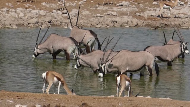 African animals at a watering place