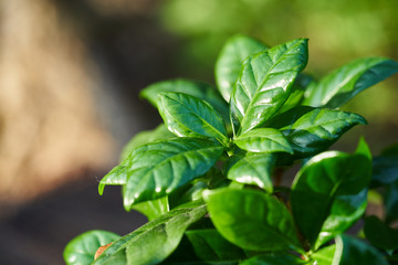 Close up of growing coffee  plant 