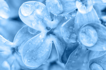 Lilac blossom flowers colored in trendy color of year 2020 Classic Blue. Bright Macro using color 19-4052. Inspirational natural floral spring blooming background