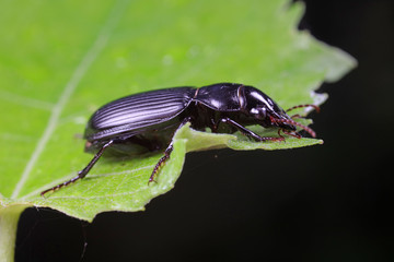Coleoptera Carabidae Insects in Nature