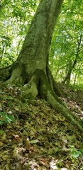 Fototapeta premium tree in forest