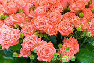 Fresh pink roses. Large, beautiful bouquet of pink roses