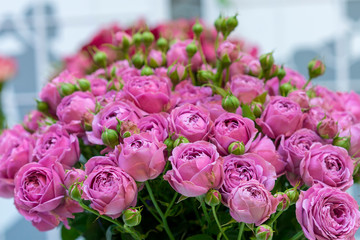 Fresh purple roses. Large, beautiful bouquet of purple roses