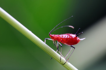 Red Aphids in Nature