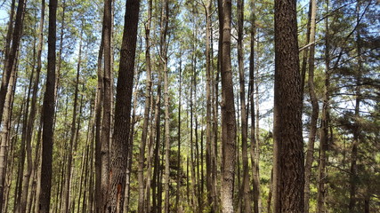Rows of pine trees with various backgrounds. images suitable for use in wallpapers and others