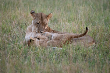 lioness and her cub playing