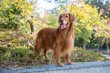 Golden retriever standing in the shade