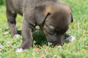 Little black puppy plays in the grass. Close-up