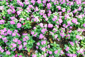 Bright pink impatiens hawkeri flowers