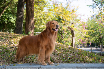 Obraz premium Golden retriever standing in the shade