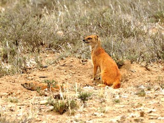 Red meerkat on watch in Mountain Zebra NP