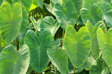 Elephant Ear nature green leaves with sunny background