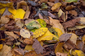 An image of the forest floor covered in dead leaves in autumn