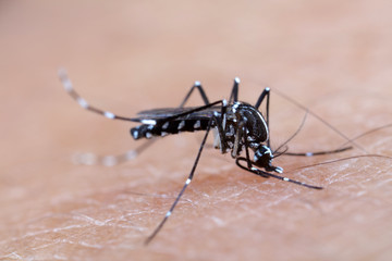Aedes albopictus sucking blood