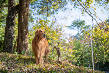 Golden retriever standing in the shade
