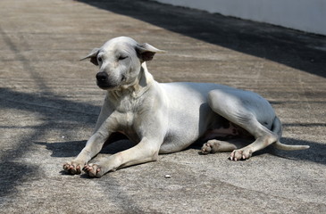 Obraz na płótnie Canvas A stray street dog. The problem of street stray animals.