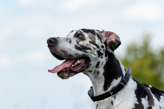 A Harlequin Great Dane profile against the sky