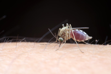 Aedes albopictus sucking blood