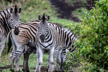 Fototapeta na wymiar zebra in bush