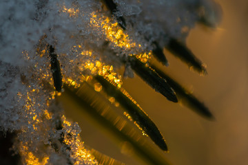 Coniferous forest at winter sunrise. Spruce branches covered with snow. Bokeh effect.