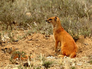 Red meerkat on watch in Mountain Zebra NP