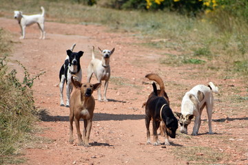 A flock of stray dogs. Dangerous street dogs.