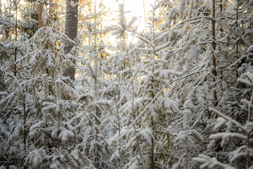 Coniferous forest at winter. Spruce branches covered with snow.