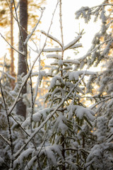 Coniferous forest at winter. Spruce branches covered with snow.