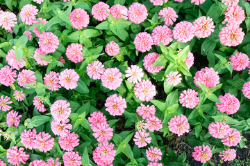 Pink Zinnia elegans flower in the field.