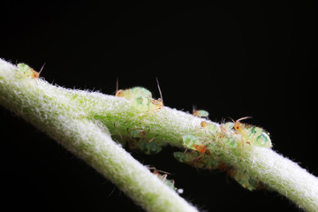 Aphids in nature