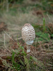 Mushroom