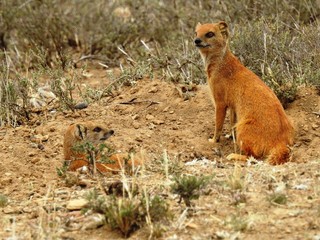 Red meerkat on watch in Mountain Zebra NP