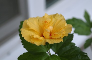 Large yellow flower Chinese rose