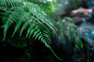 fern green leaves and small waterfall background dramatic picture style