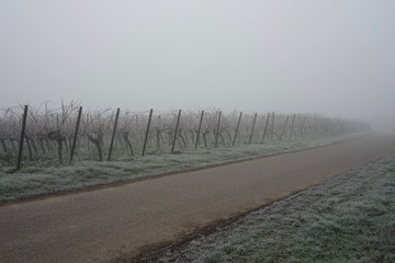 Nebeliger Weinbergweg im Winter in Edenkoben